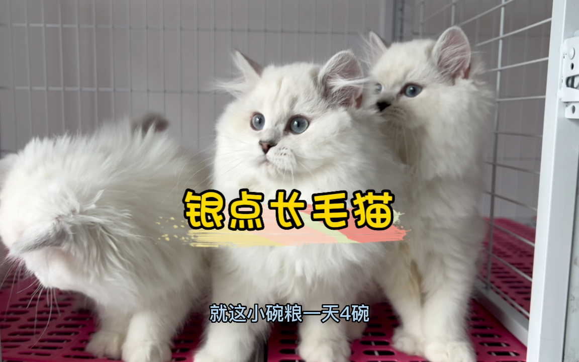 银点长毛猫!被大众审美打入冷宫的猫品种!哔哩哔哩bilibili