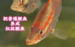 下载视频: 普通鳜鱼是这样养成红纹鳜鱼的！别再高价买的红纹鳜鱼