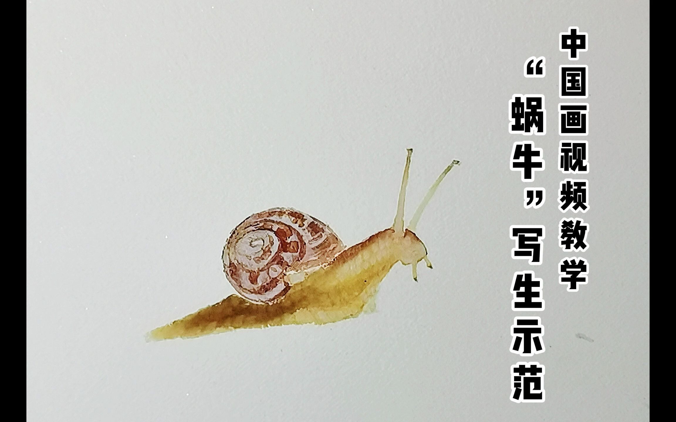 国画蜗牛画法图片
