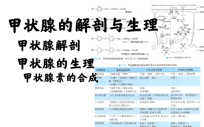 甲状腺解剖/甲状腺素的生理哔哩哔哩bilibili