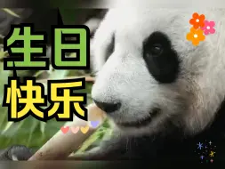 Скачать видео: 莫斯科动物园熊猫周第二日：喜祝“丁丁”7岁生日