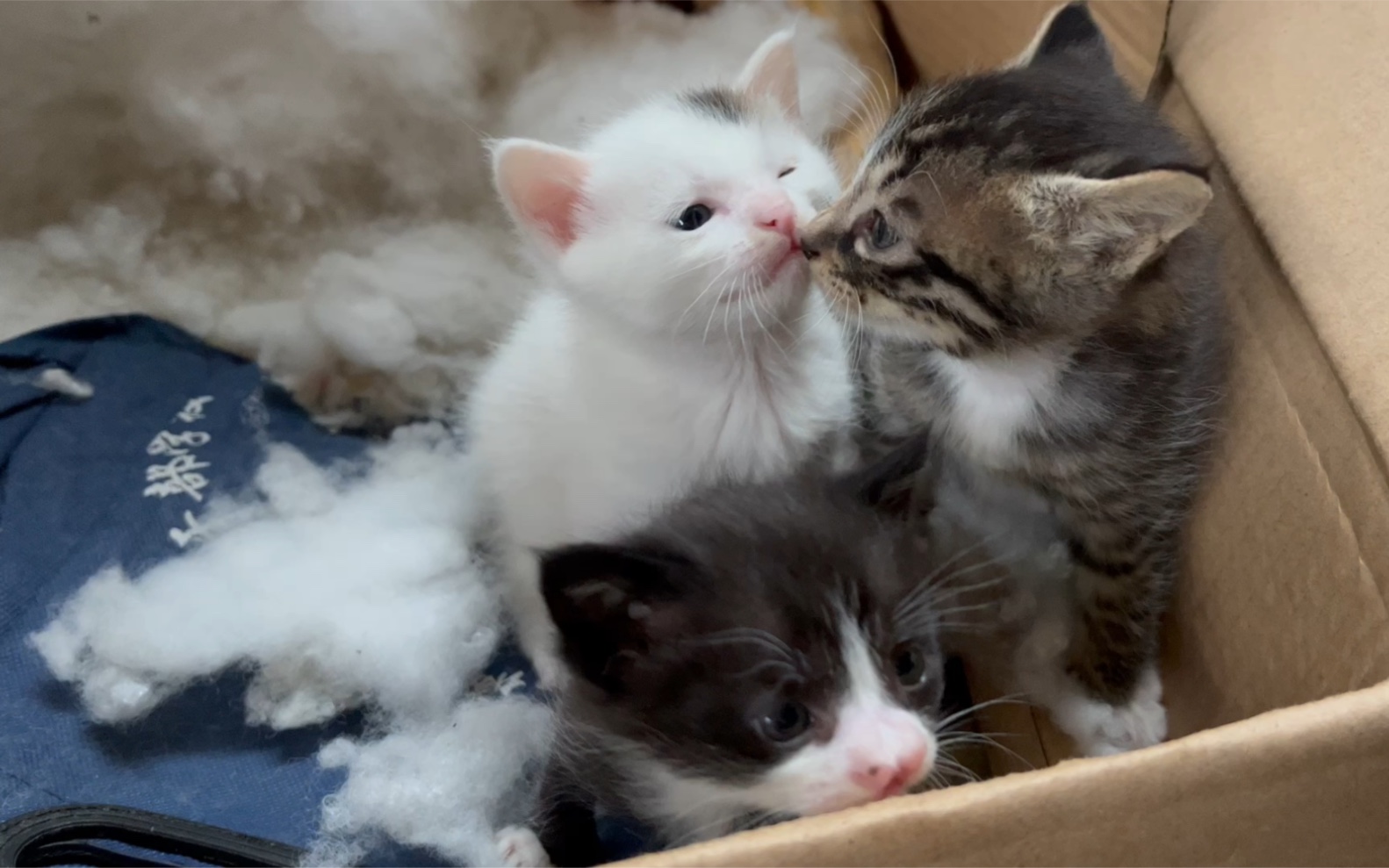 家里的奶猫!太可爱惹