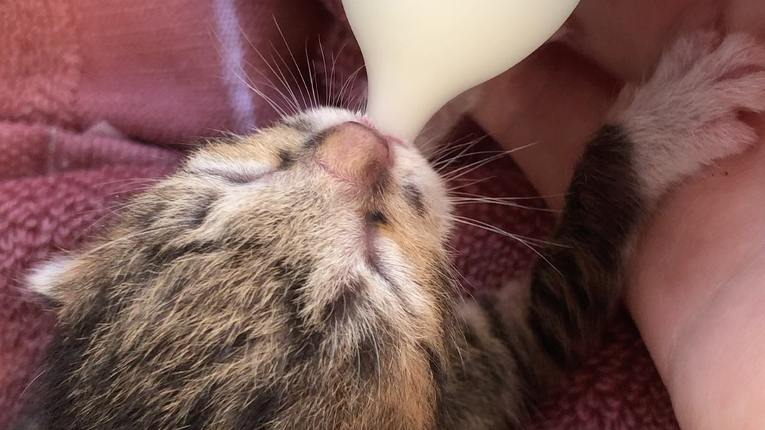 活动作品出生三天的小猫咪嗫嗫嗫嗫嗫奶嘴