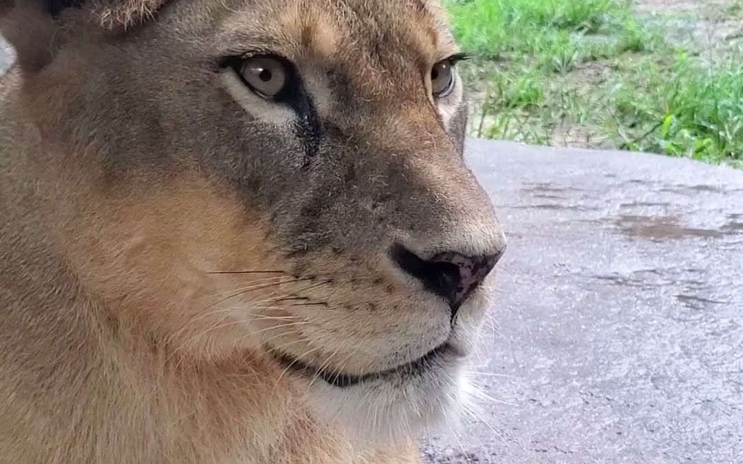 天王寺动物园 打瞌睡的狮子