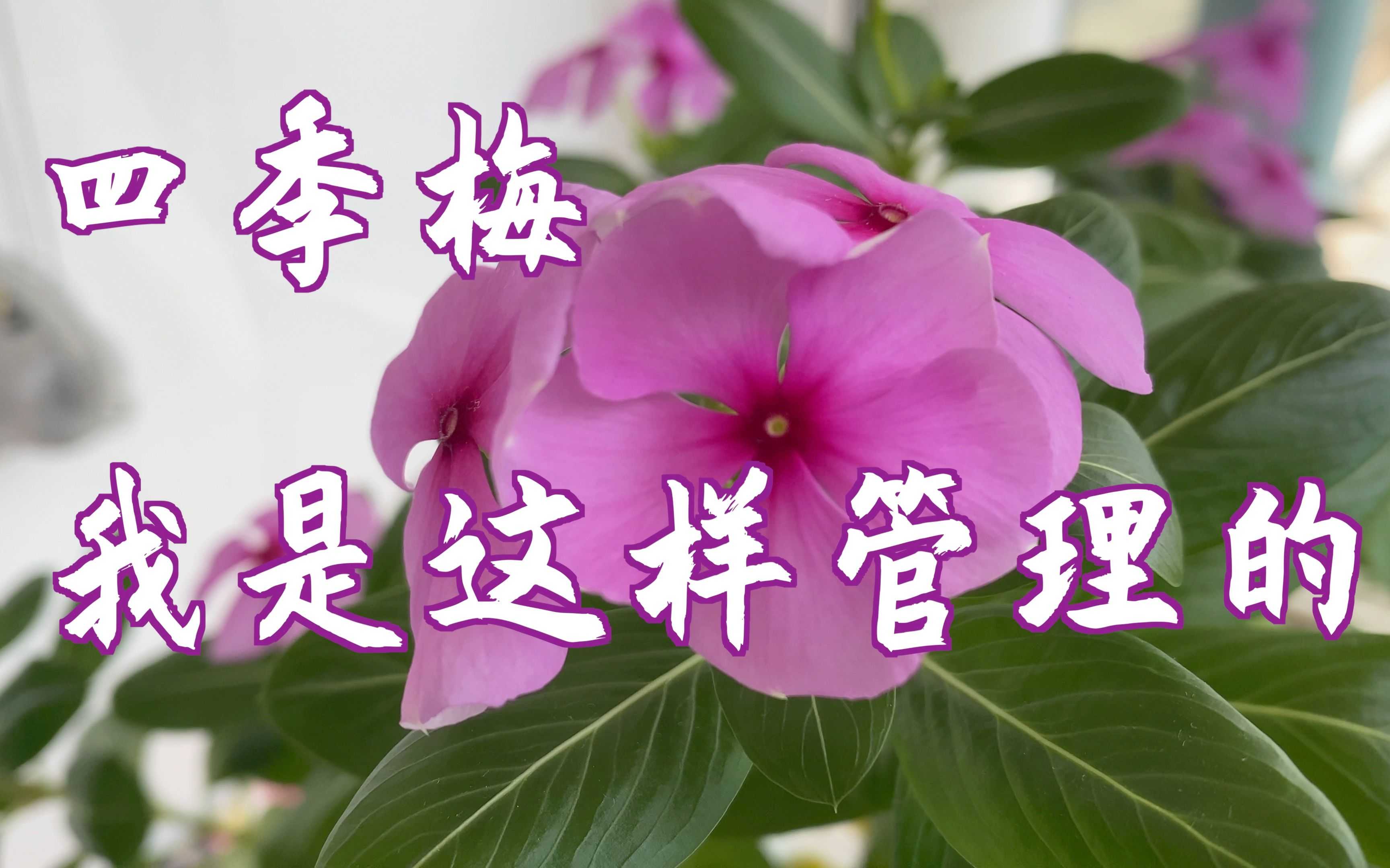 四季梅这样管理才好,叶子茂盛,花开艳丽,非常的好看哔哩哔哩bilibili