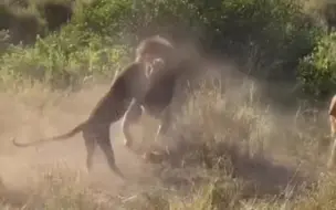 Tải video: 雄狮猛烈攻击花豹，花豹最后居然逃生了