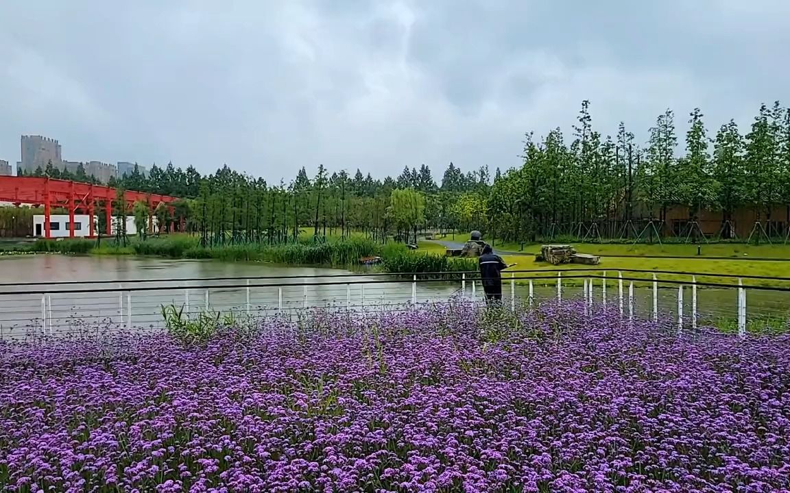 宁波生态走廊三期火了,美的何止是马鞭草花海,湿地风景也很秀丽