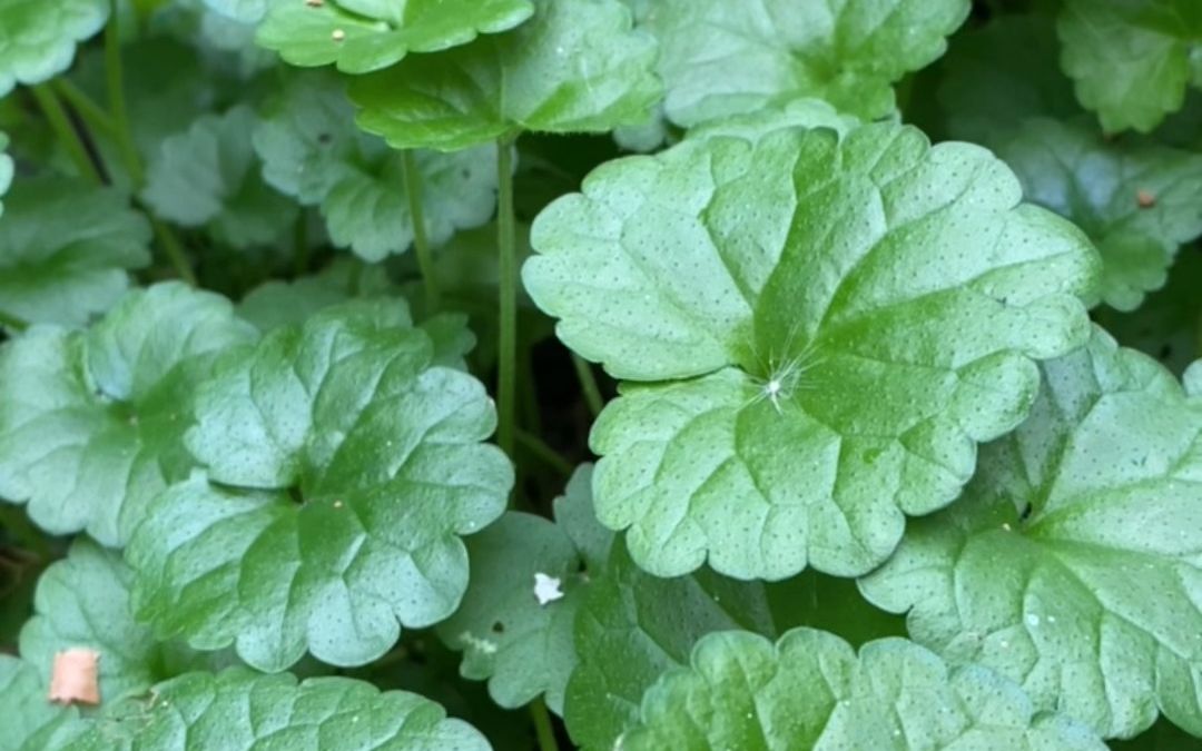 活血丹也叫透骨消,你知道它的价值吗?