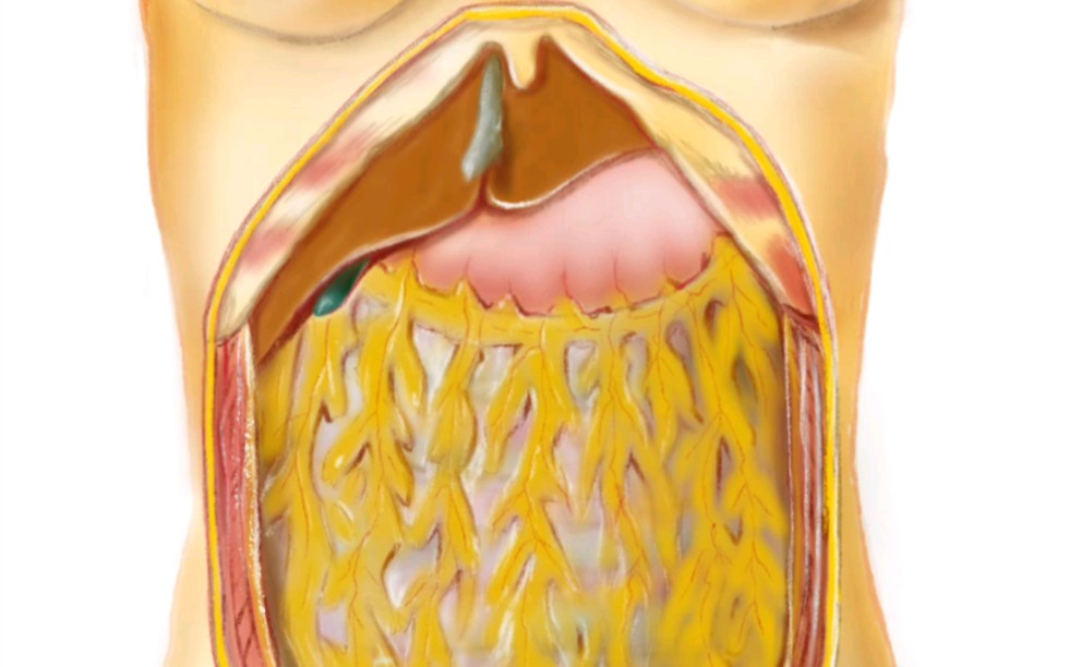 [人体解剖画集]第51期 腹部概括,插图:大网膜和腹腔脏器