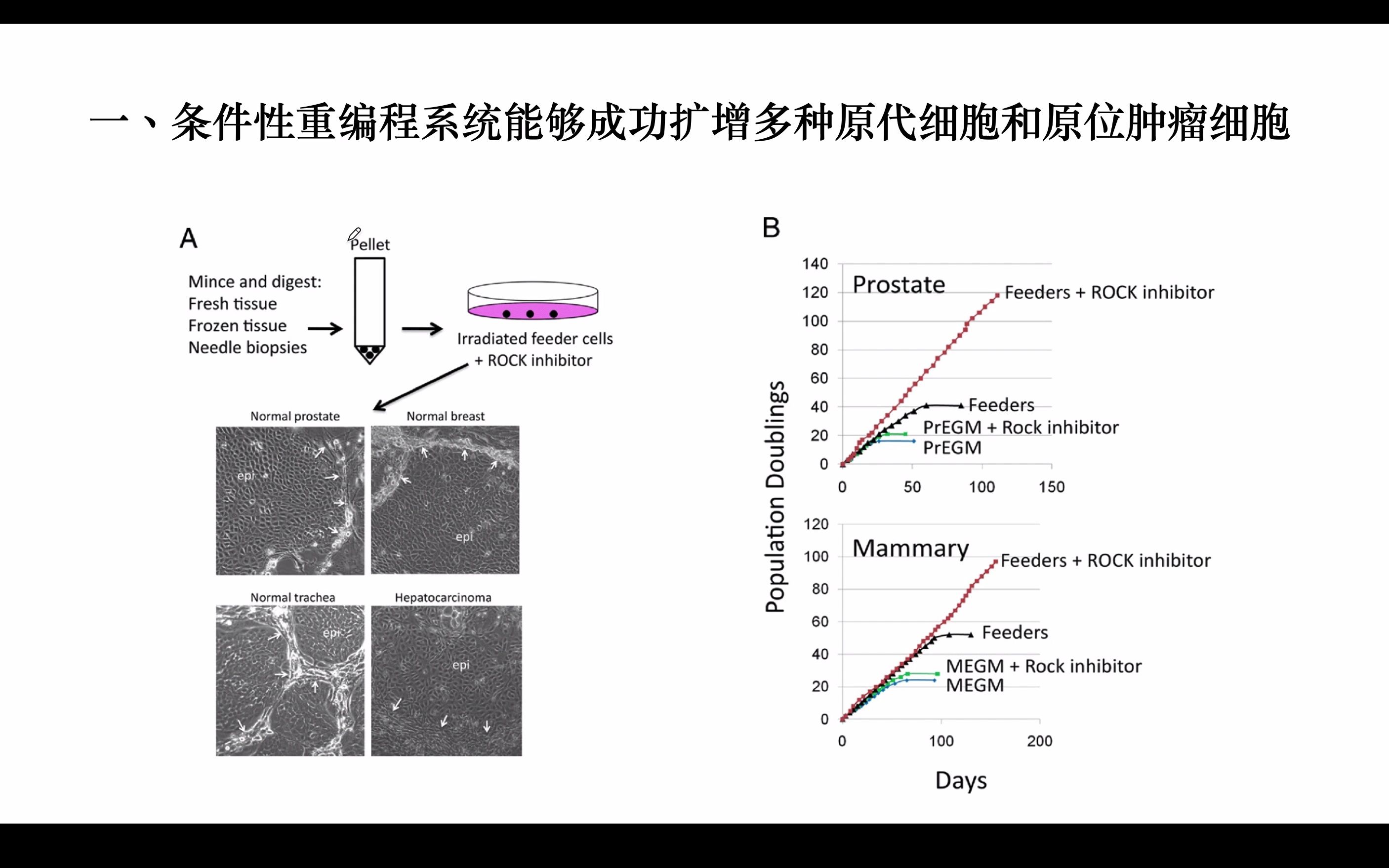 第一课:ROCK 抑制剂和基底细胞共同诱导表皮细胞的条件性重编程哔哩哔哩bilibili