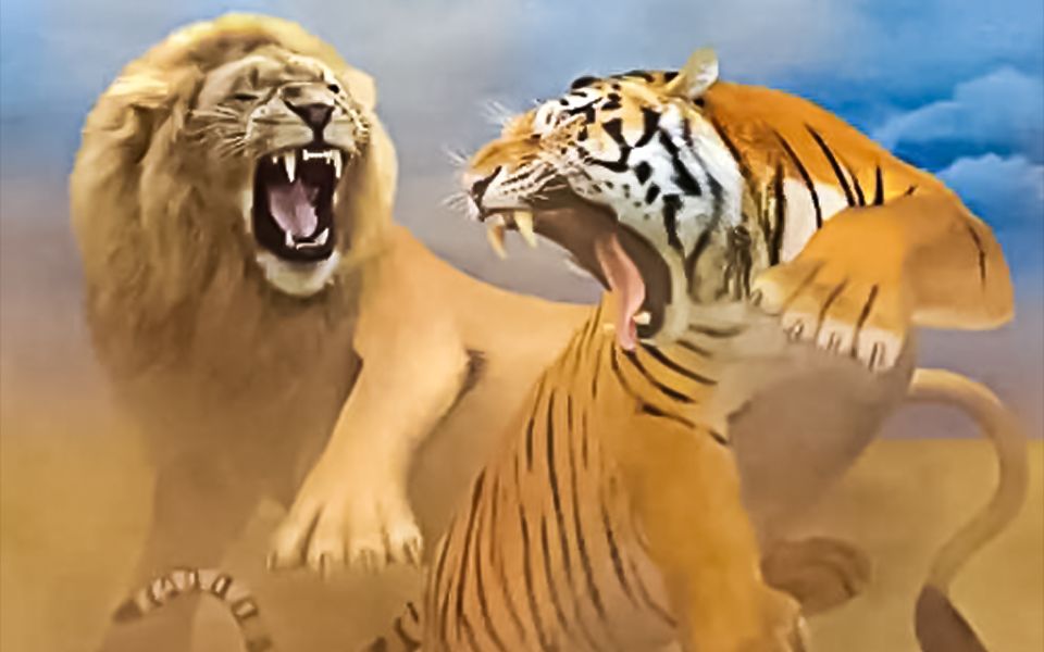 动物圈的名场面狮子和老虎的pk大战