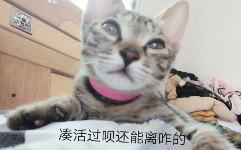 [图]从一只猫变成七只猫的生活