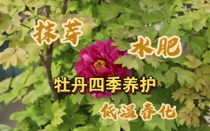 Download Video: 牡丹最佳赏花期到了！