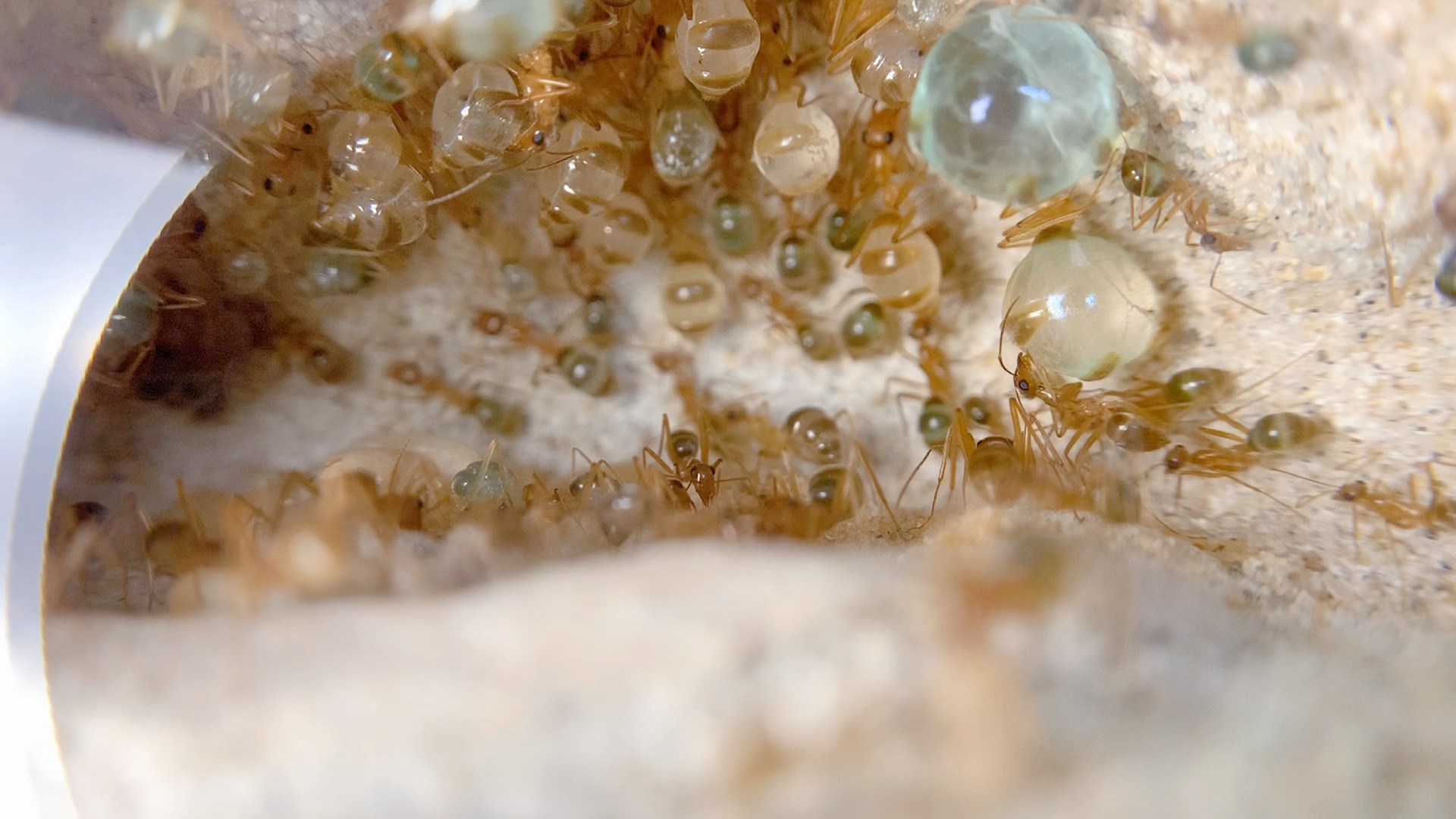 墨西哥蜜罐蚁无后群落_哔哩哔哩_bilibili