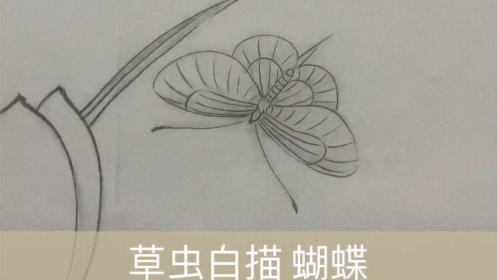 活动作品工笔草虫白描蝴蝶线稿