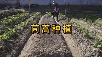 Tải video: 茼蒿在春天什么时候种最好