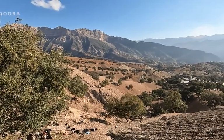 [图]橡子收获季节到了，全家老少上山采橡子---伊朗游牧村庄