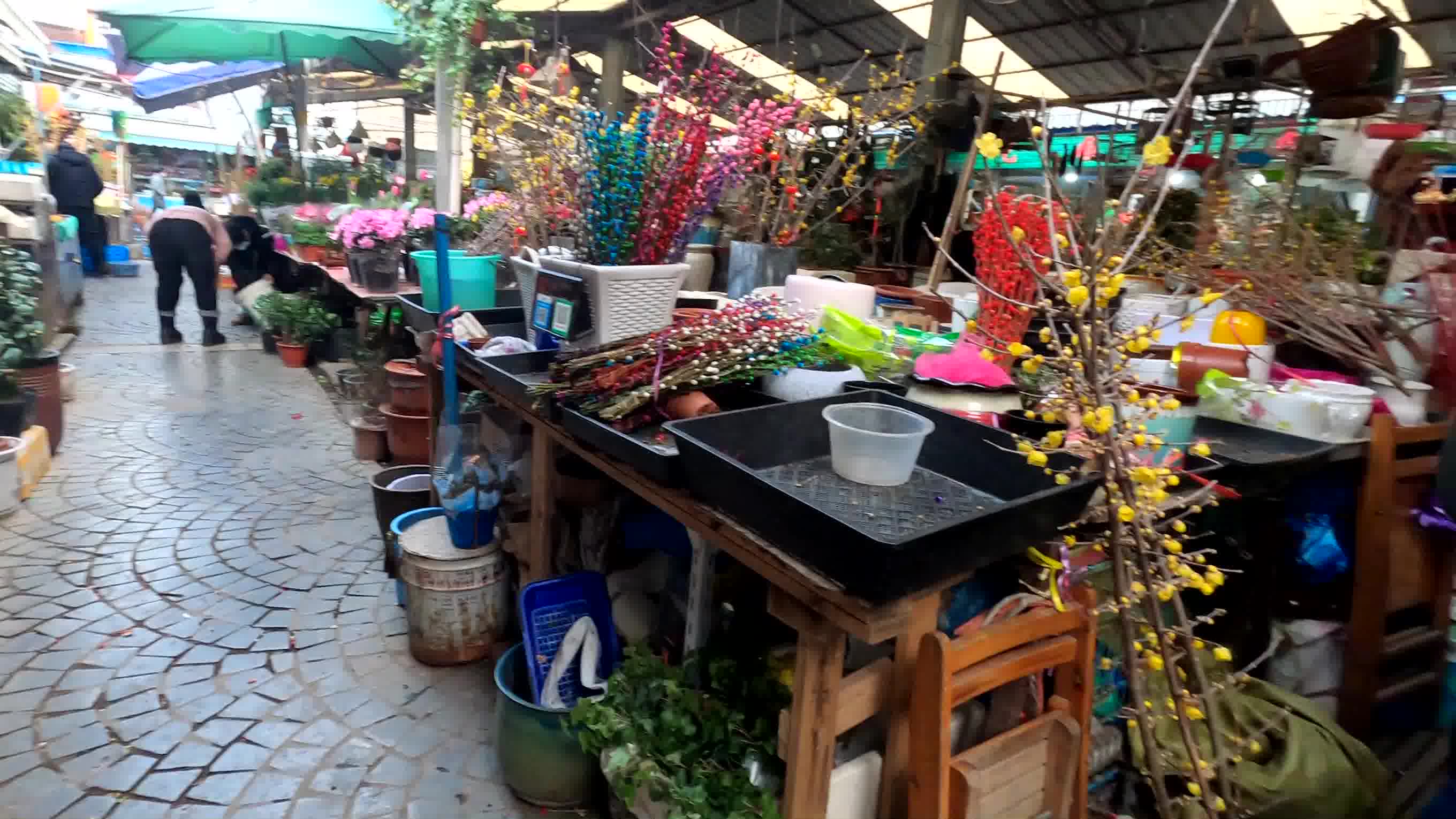 20210110曲阳花鸟市场