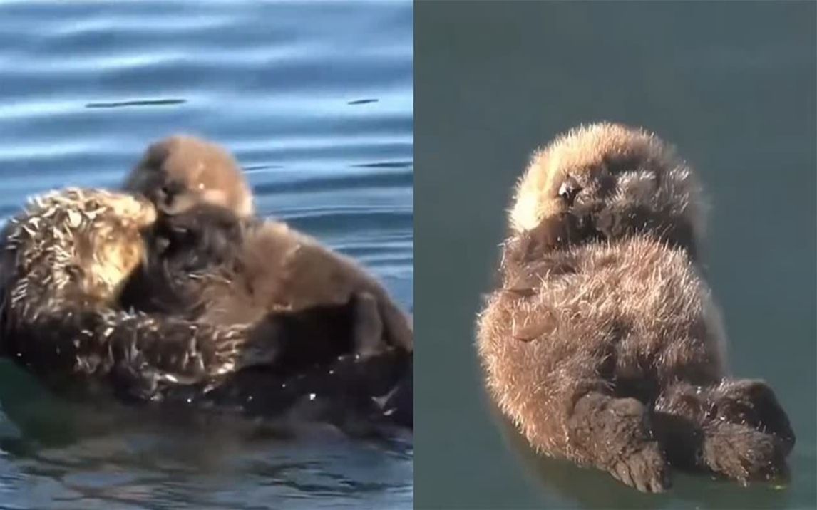 海獭妈妈抱宝宝图片图片