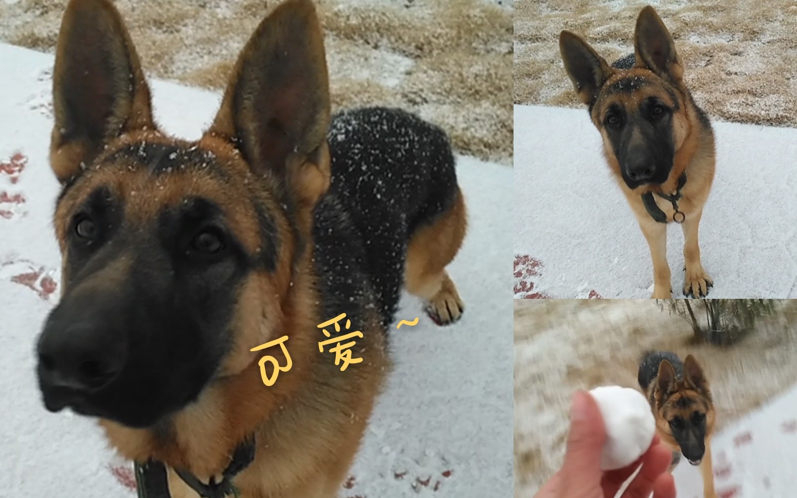 德牧队长狗生中第一次看到雪花整只狗子变得萌萌哒起来