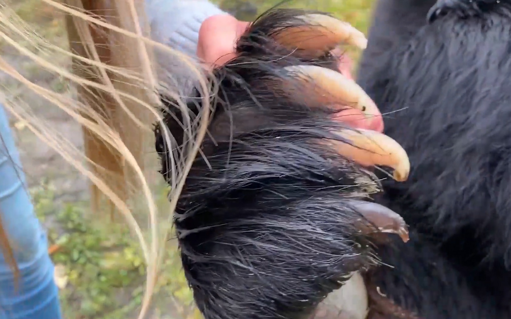 如何给一只熊剪指甲