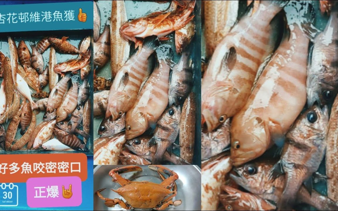 [图]【香港艇釣精華】第11集- 杏花邨維港釣魚魚獲Vlog｜密密口｜爆釣九棍｜大斑｜瓜衫｜大石狗｜5斤魚獲(4人釣) 30-04-2022 #釣魚 #香港釣魚 #釣