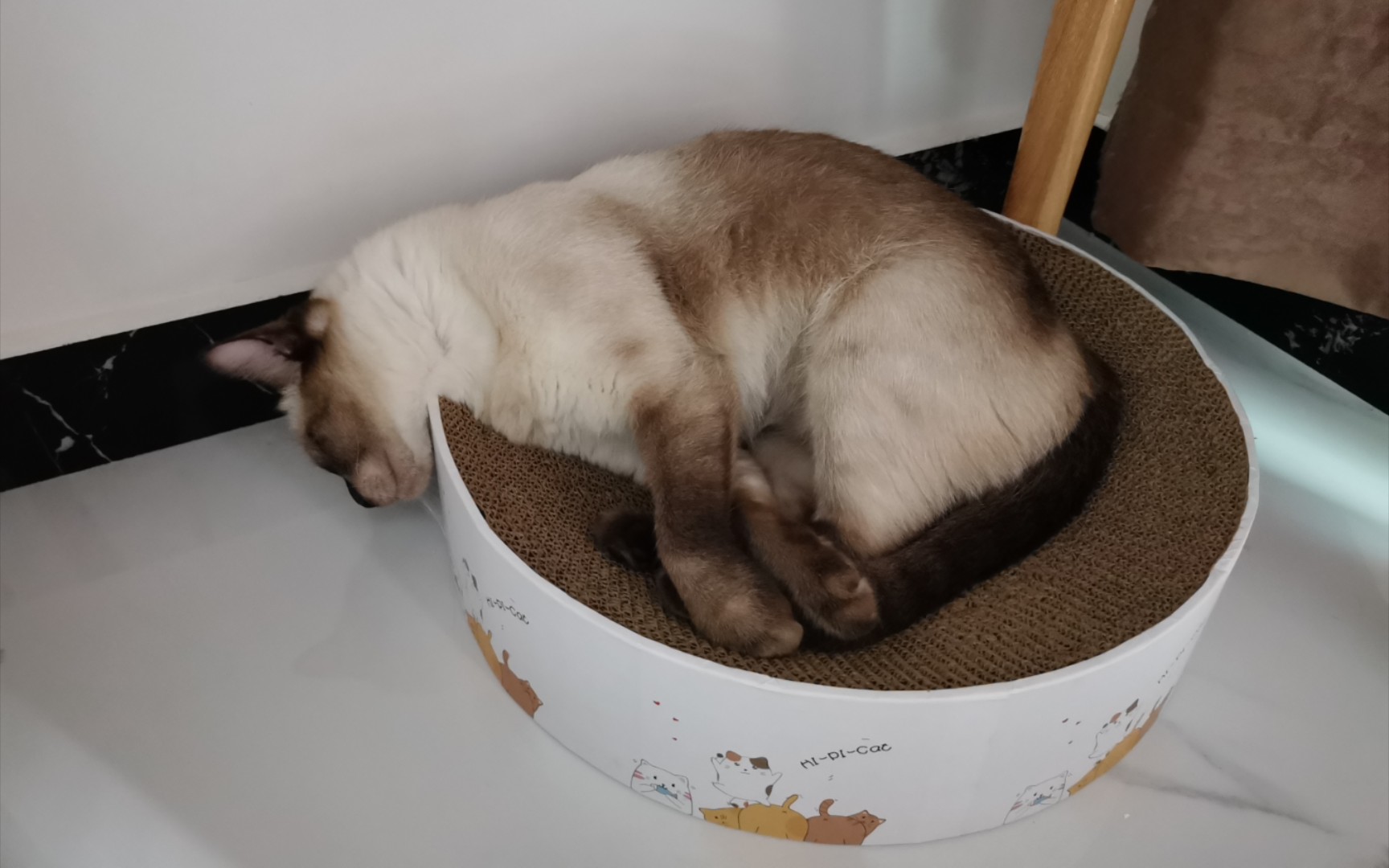 一到冬天,猫就开始抱窝了