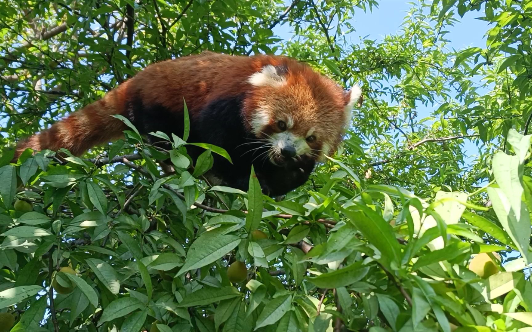 小熊猫耳仔饿了自己树上摘桃吃