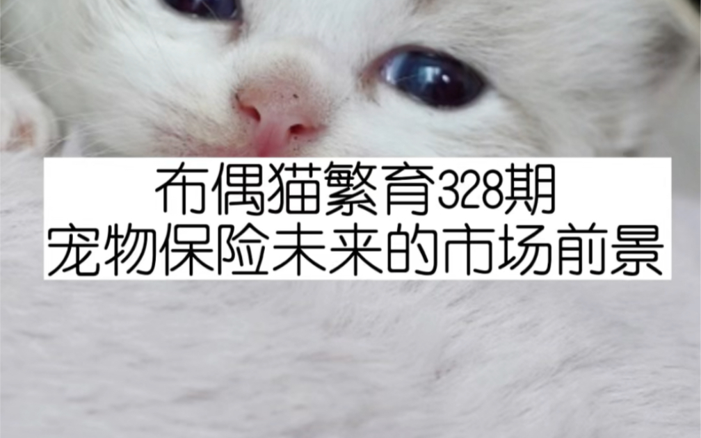 布偶猫繁育328期《宠物保险未来的市场前景》哔哩哔哩bilibili