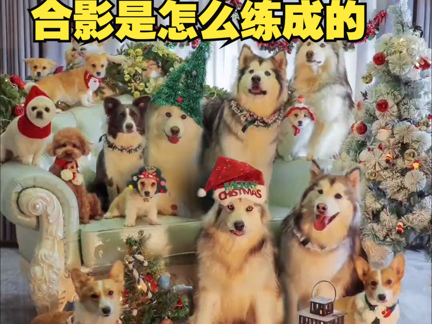 看傻狗们多听话-屋内有饿犬-屋内有饿犬-哔哩哔哩视频