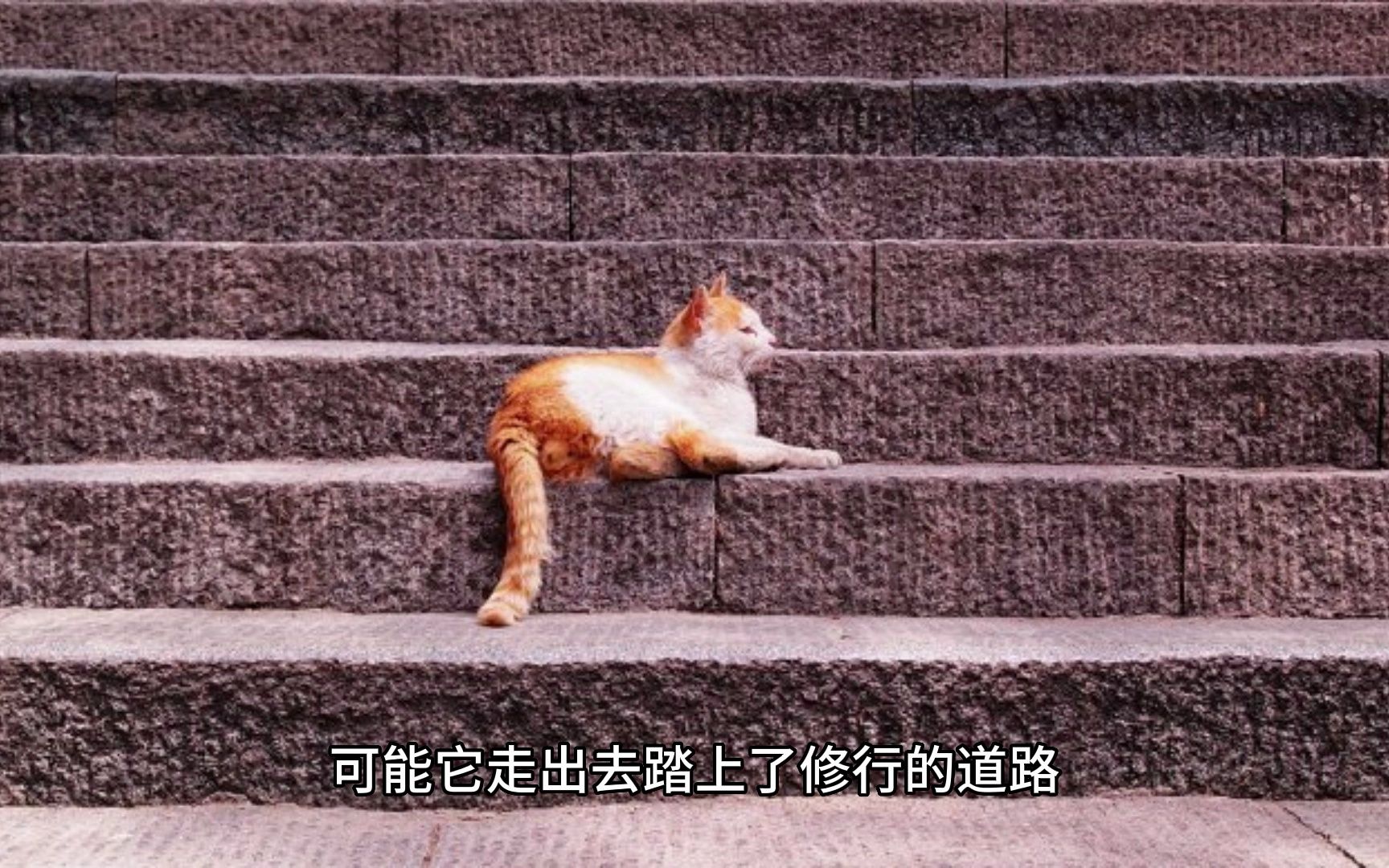 猫咪“修炼”指南——猫之报恩;你家的猫有没有对你报恩?哔哩哔哩bilibili