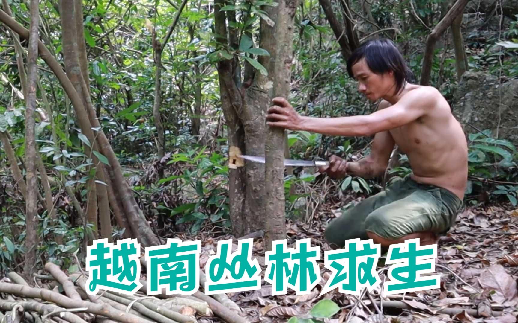 越南丛林原始生活生存,建造一个庇护所并寻找食物,荒野求生,野外生存哔哩哔哩bilibili