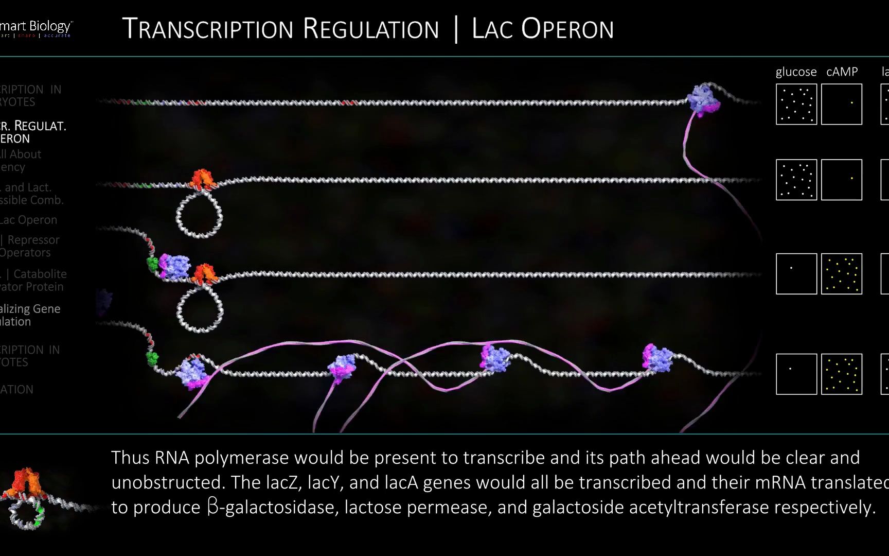 乳糖操纵子调控 lac operon regulation