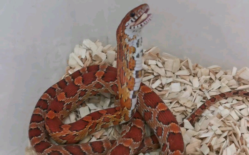 【原色玉米蛇】新成员