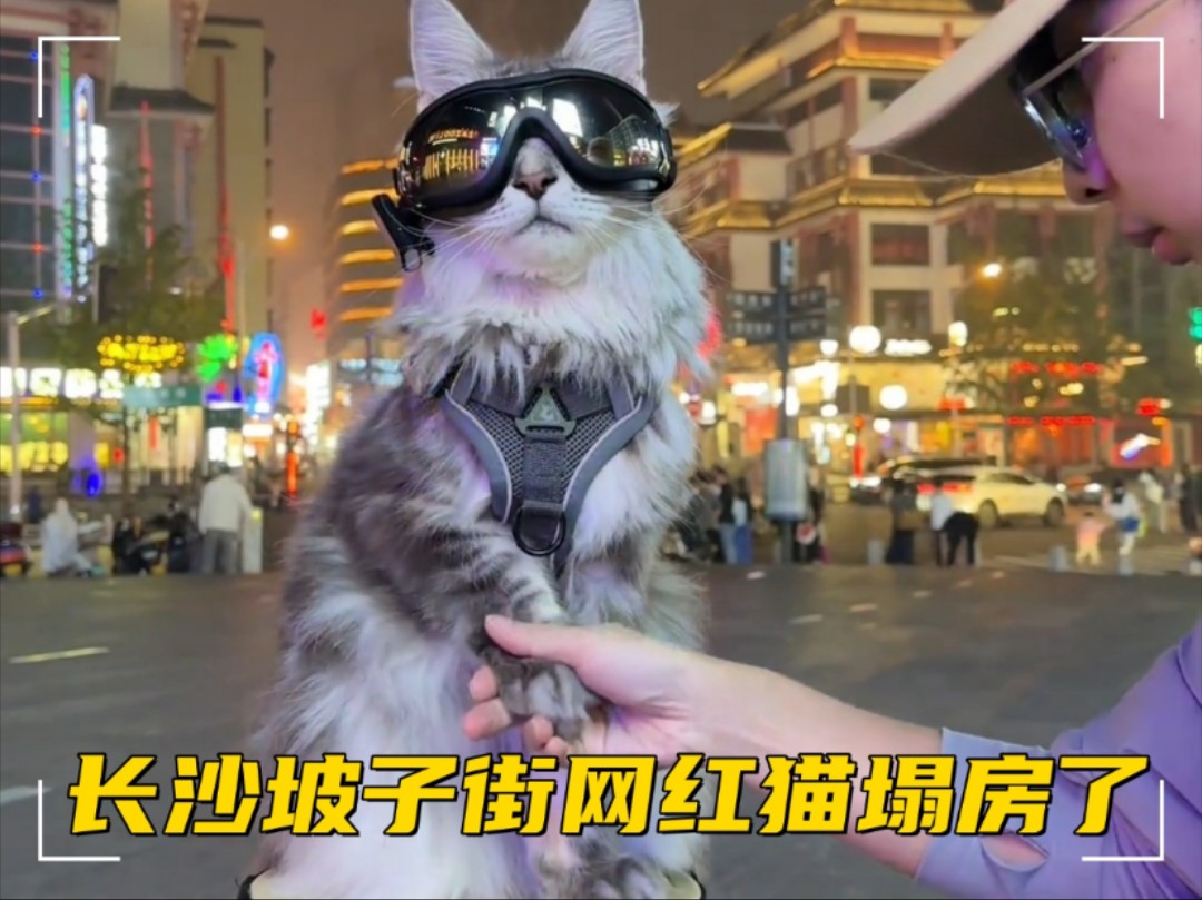 长沙坡子街派出所的网红猫塌房了?#猫咪的迷惑行为 #萌宠 #养猫的乐趣