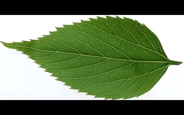 林翠萍-故乡的月伴奏 高音质和声伴奏