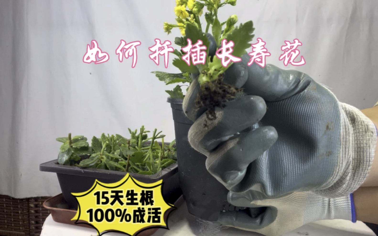 园艺师教你扦插长寿花,15天生根100%成活,简单易学!赶紧看看哔哩哔哩bilibili