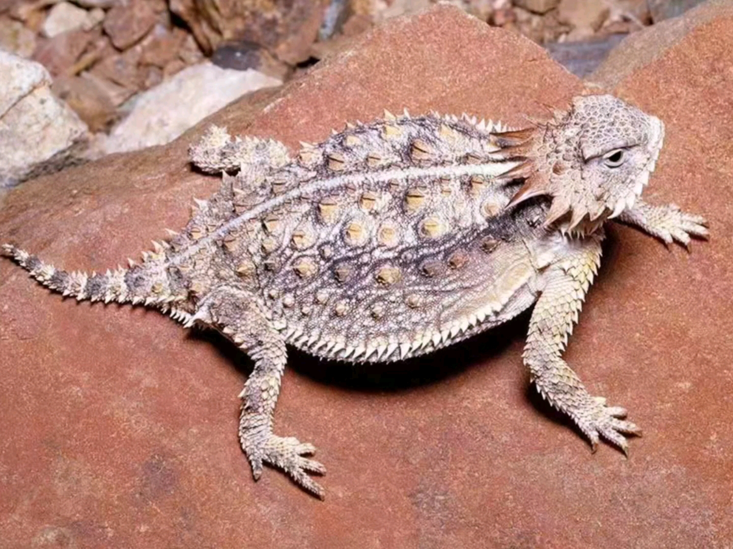 巨人角蜥6999     三角龙    这可少见