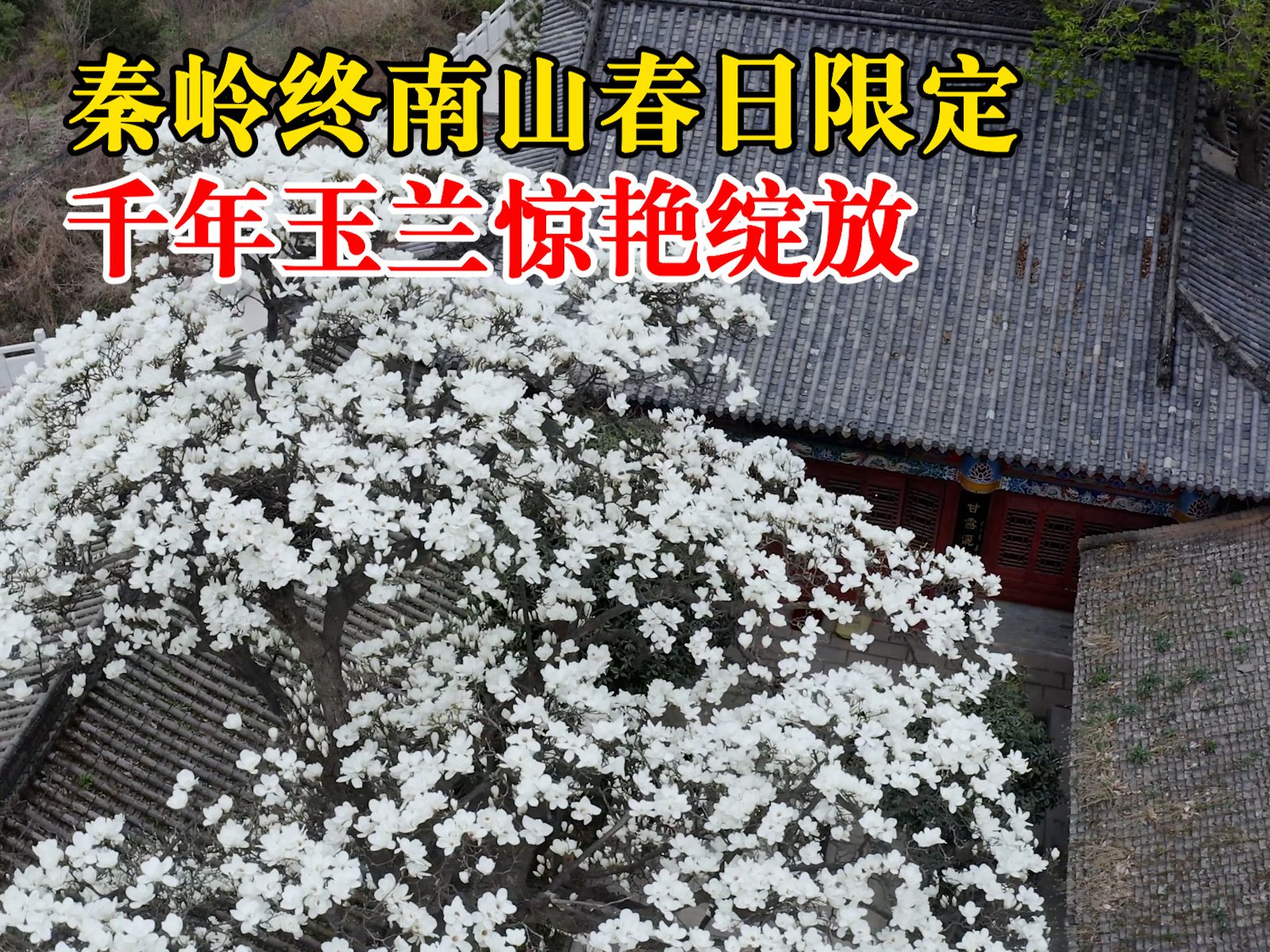 春日限定!秦岭终南山千年玉兰惊艳绽放哔哩哔哩bilibili