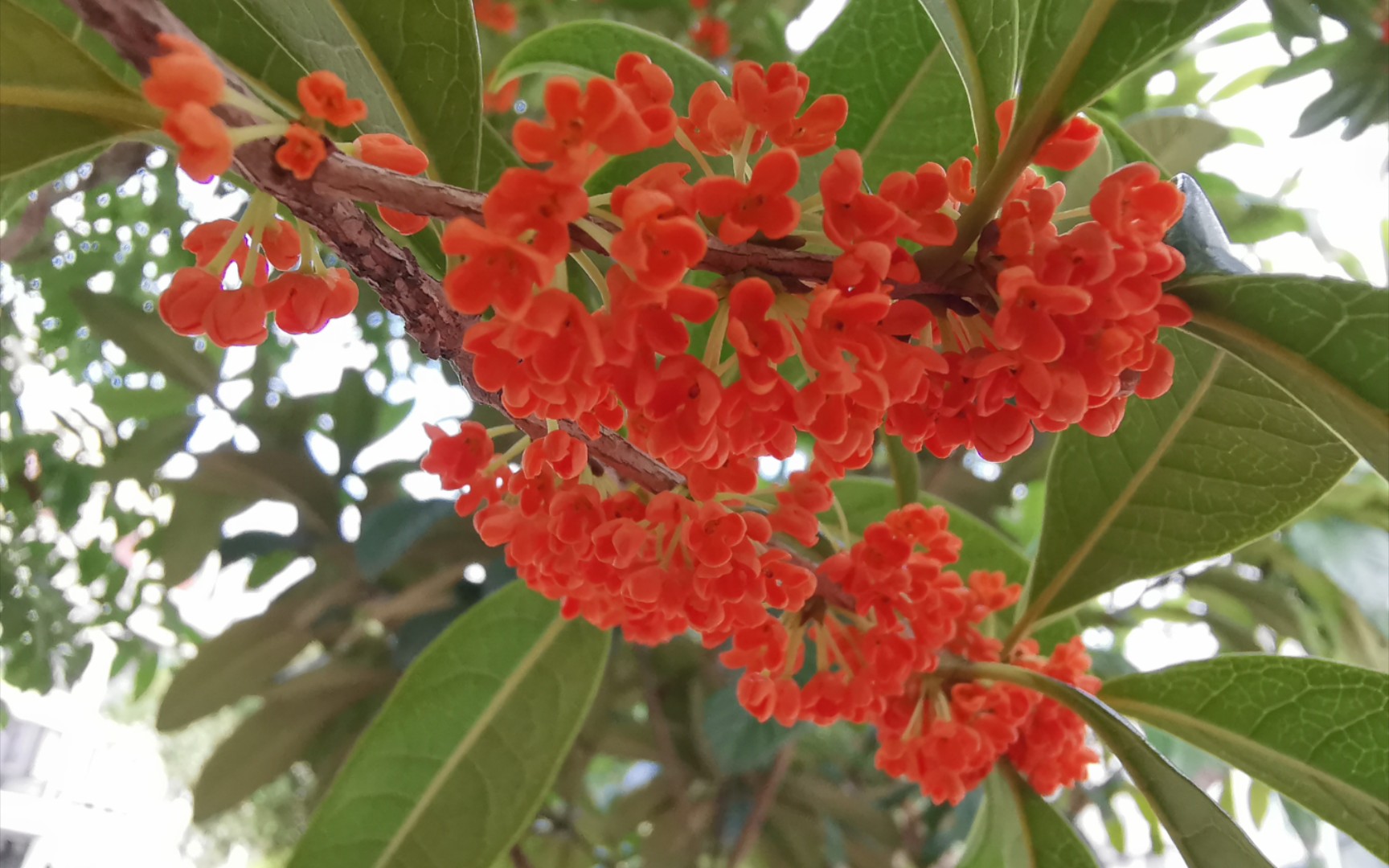 [图]小区两棵桂花树，开红色的花，花香淡雅，上海人稀罕得很，这是丹桂还是金桂