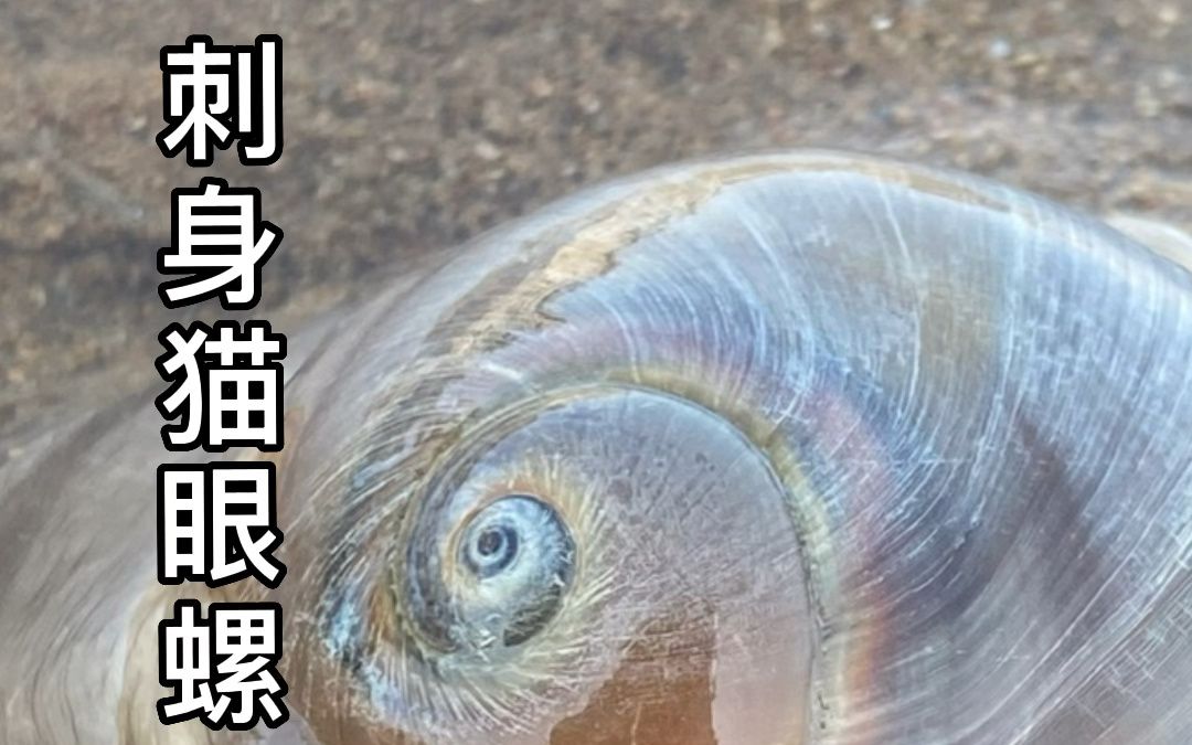 户外赶海出来觅食简单吃点被大海遗漏的海鲜哔哩哔哩bilibili