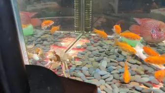 鱼缸消毒，停播一阵子