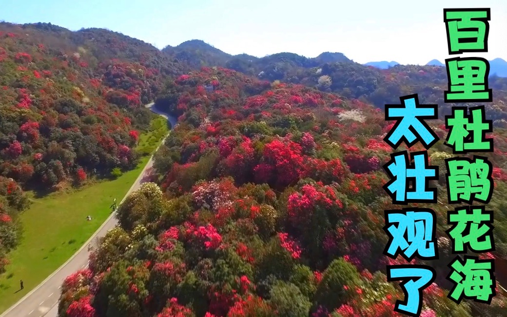 [图]漫山遍野的百里杜鹃花，地球彩带，春天的童话世界太壮观了