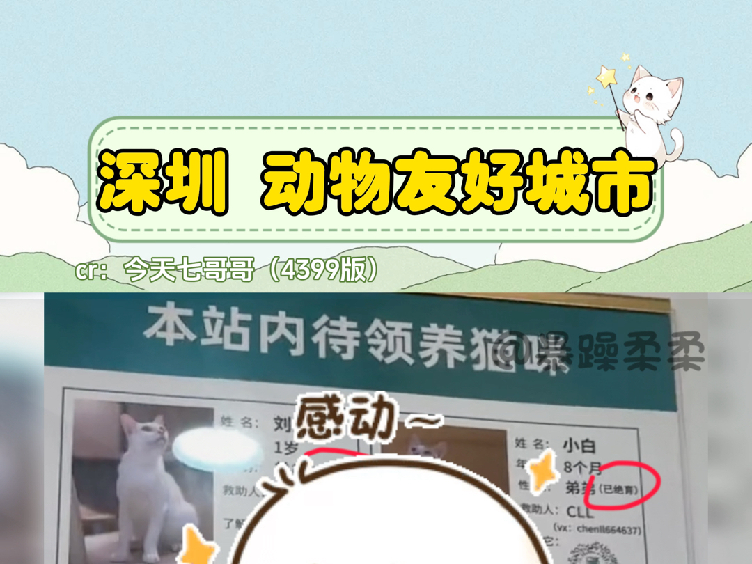 安得小屋千万间,大庇天下喵喵俱欢颜~深圳不愧是大城市!哔哩哔哩bilibili