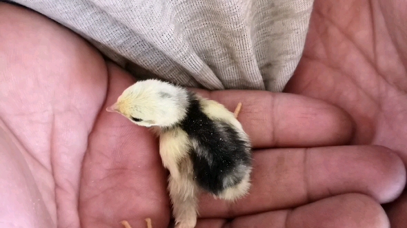 刚出生的芦丁鸡 蹦蹦跳跳 好可爱啊