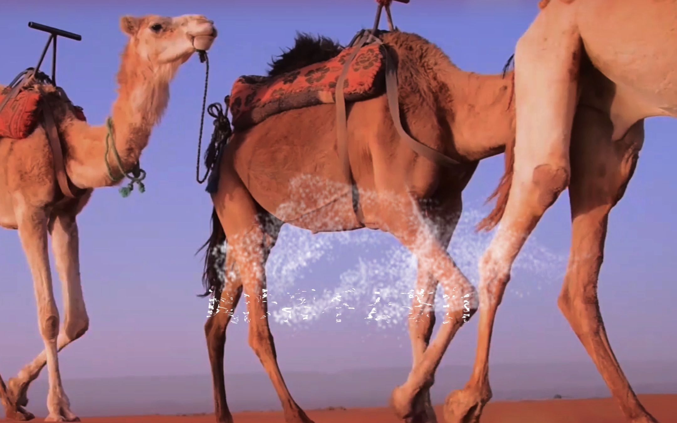 梦驼铃,黄沙挥不去苍白,海棠血泪#谭健常 老先生的#梦驼铃 唱出了家国