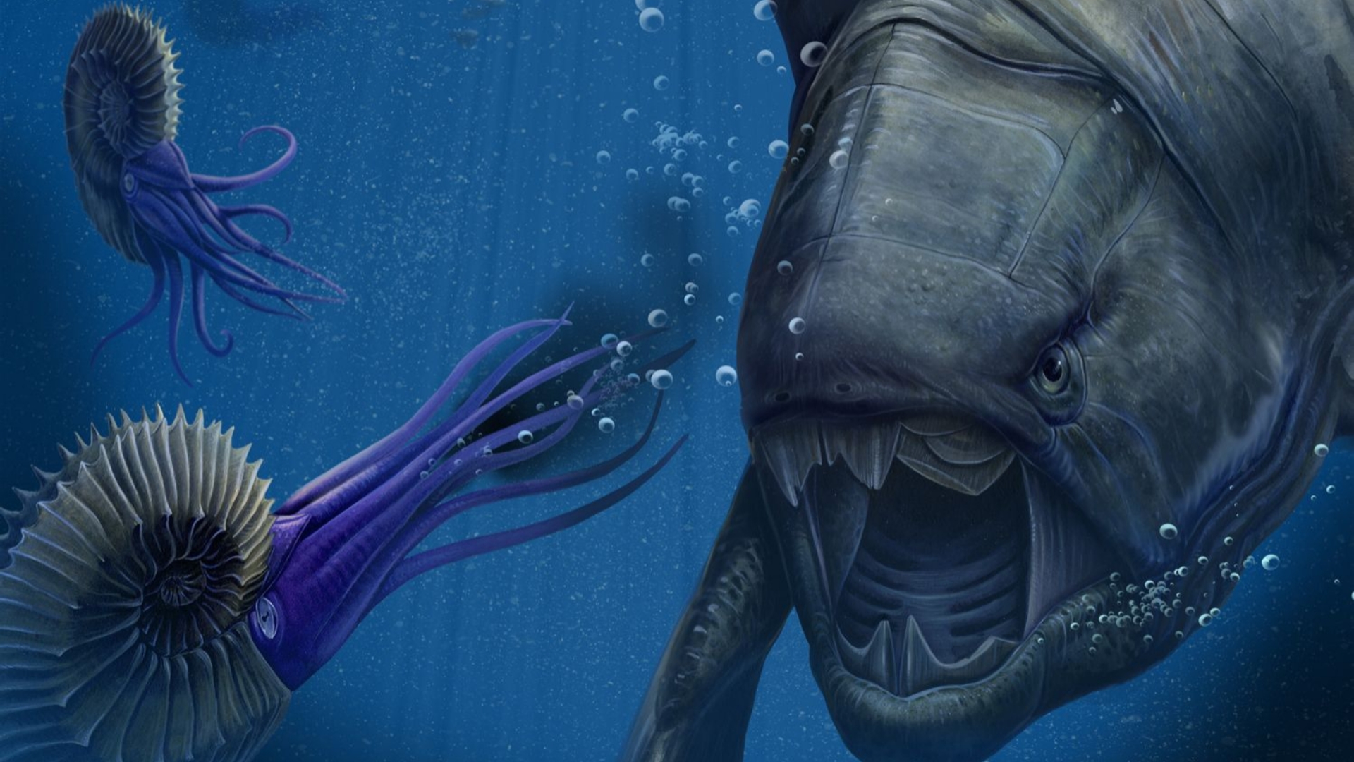 如何饲养邓氏鱼