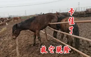 下载视频: 一匹马从圈里逃出来卡住了，开来铲车要救它！结果这家伙真能闹腾