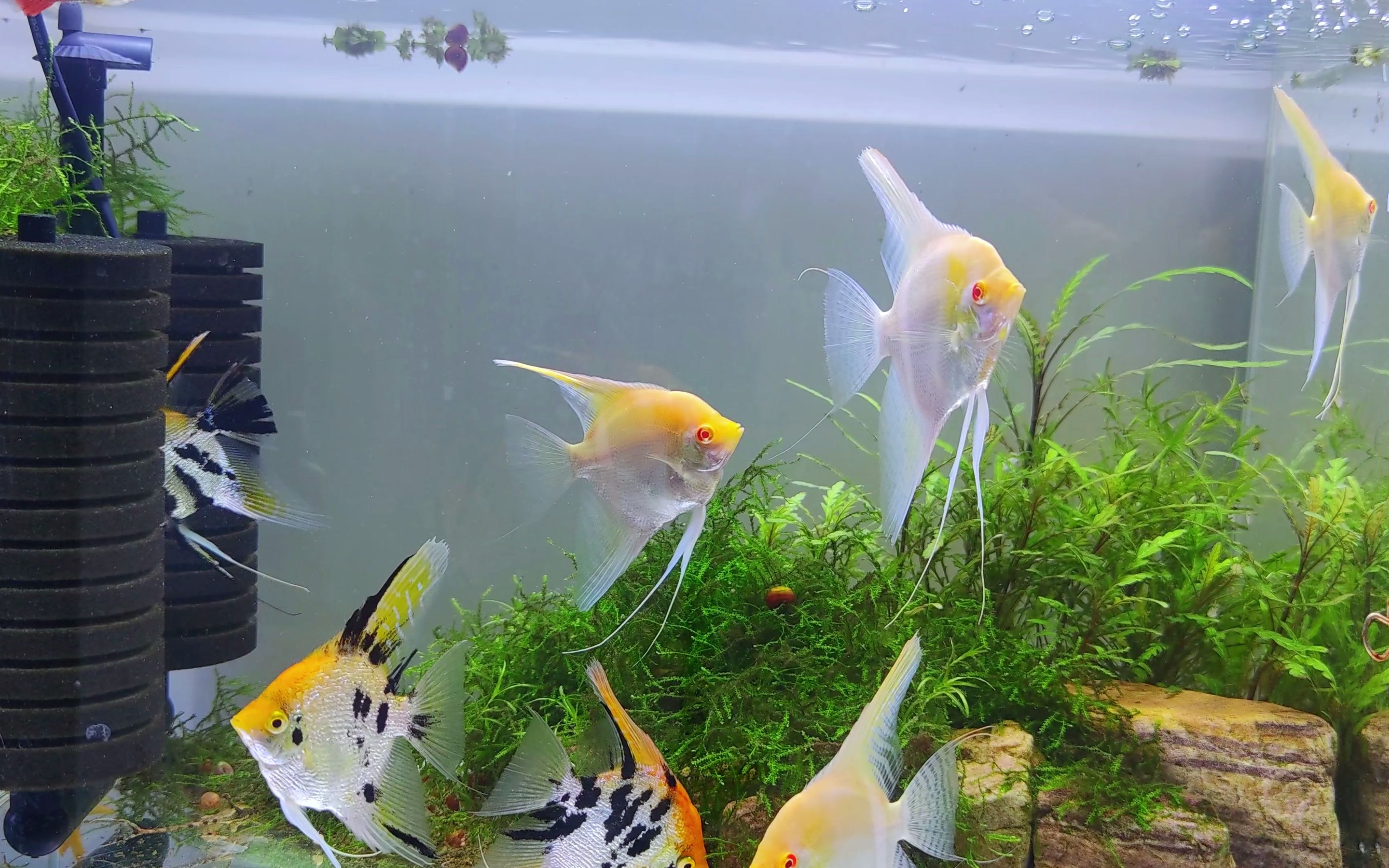 观赏鱼得了白点病不要紧,采取这些简单措施就可痊愈