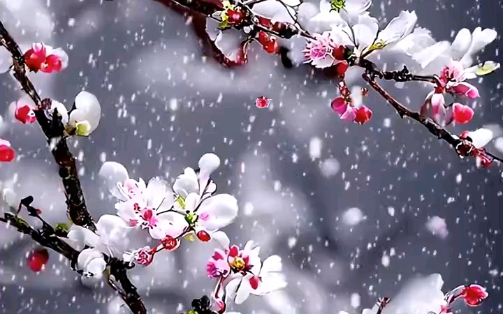 梅花雪中傲然立
